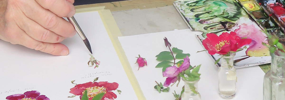 Kunsthåndværkeren Nina Ferlov fra Middelfart tegner smukke roser i akvarel