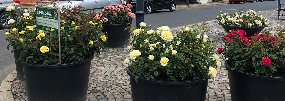Flere store kummer med forskellige sorter af roser pynter i byen