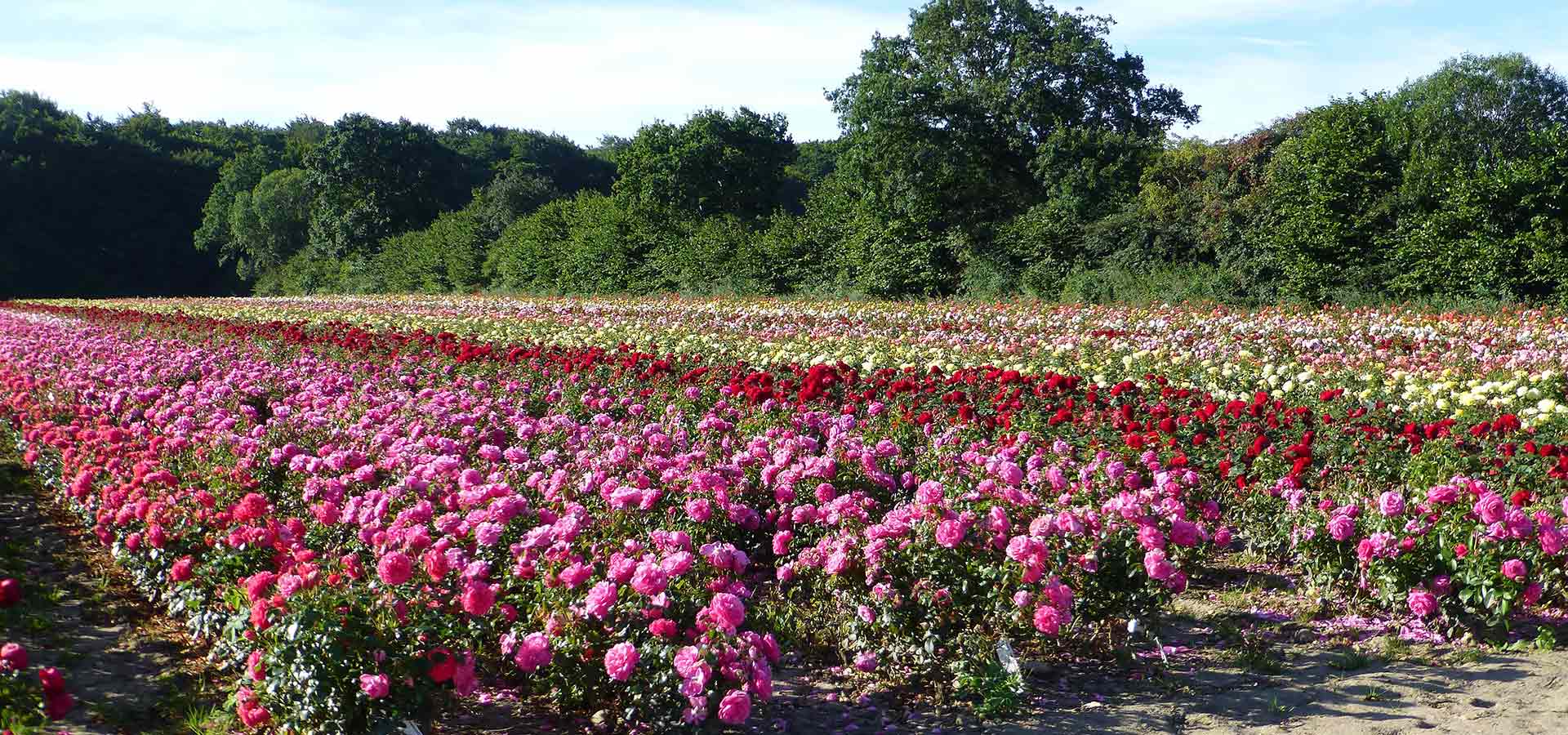 Rosenmark fuld af roser der blomstre i de skønneste farver