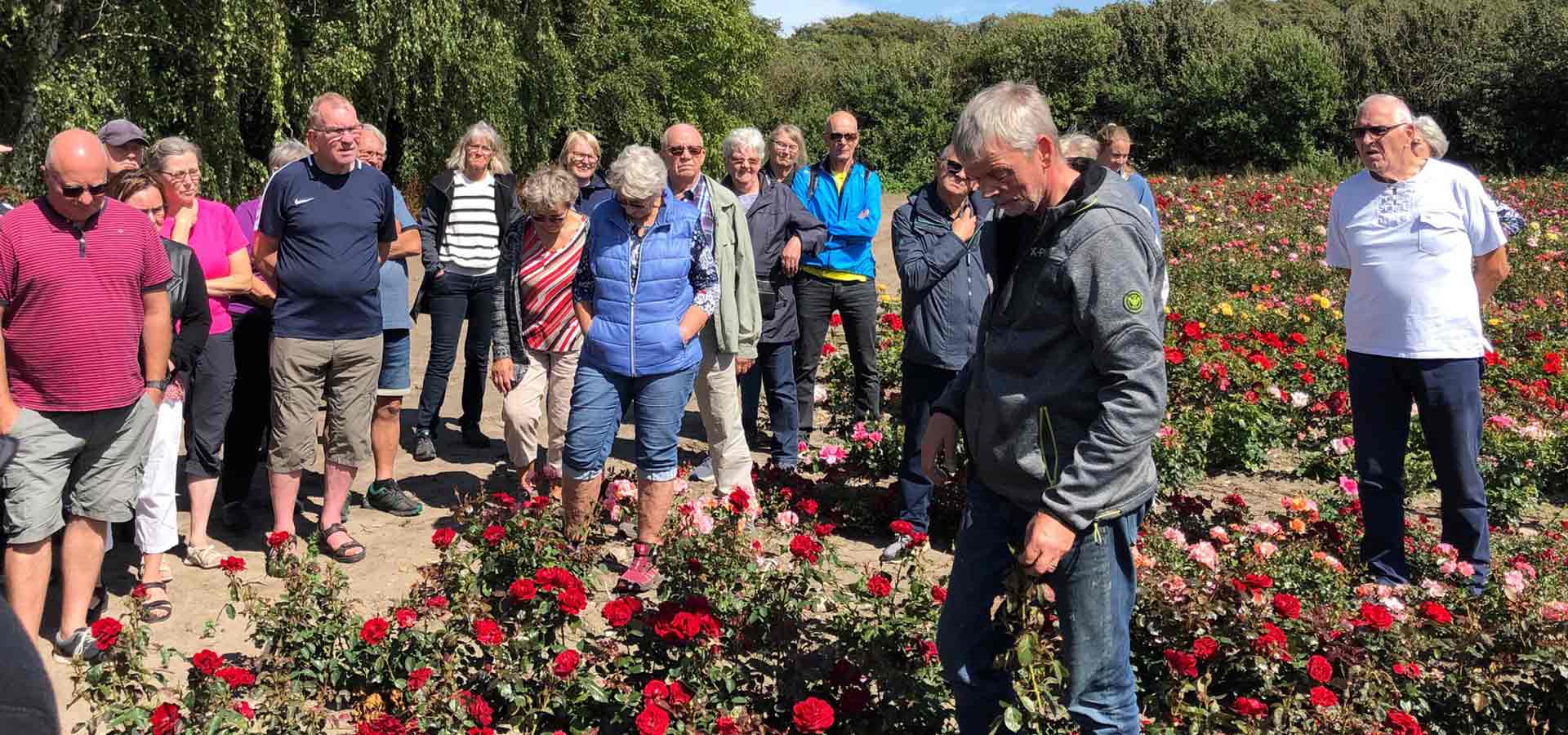 Guidet tur i rosenmarkerne under Rosenfestival på Nordfyn
