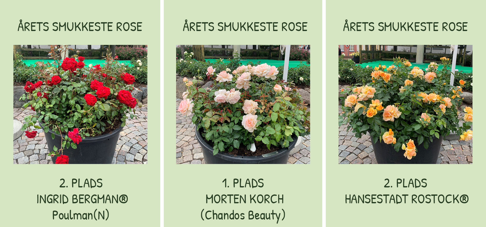 Her kan du se vinderne af Året smukkeste rose ved Rosenfestivalen