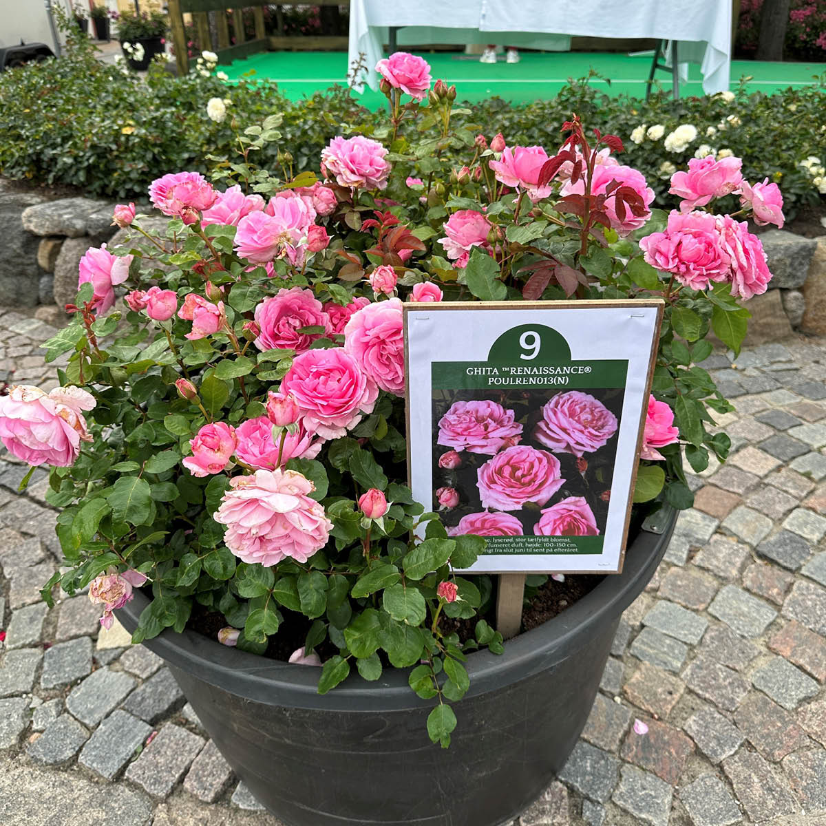 Årets rose 2023 blev denne rosa rose med navnet Ghita ™Renaissance® Poulren013(N)