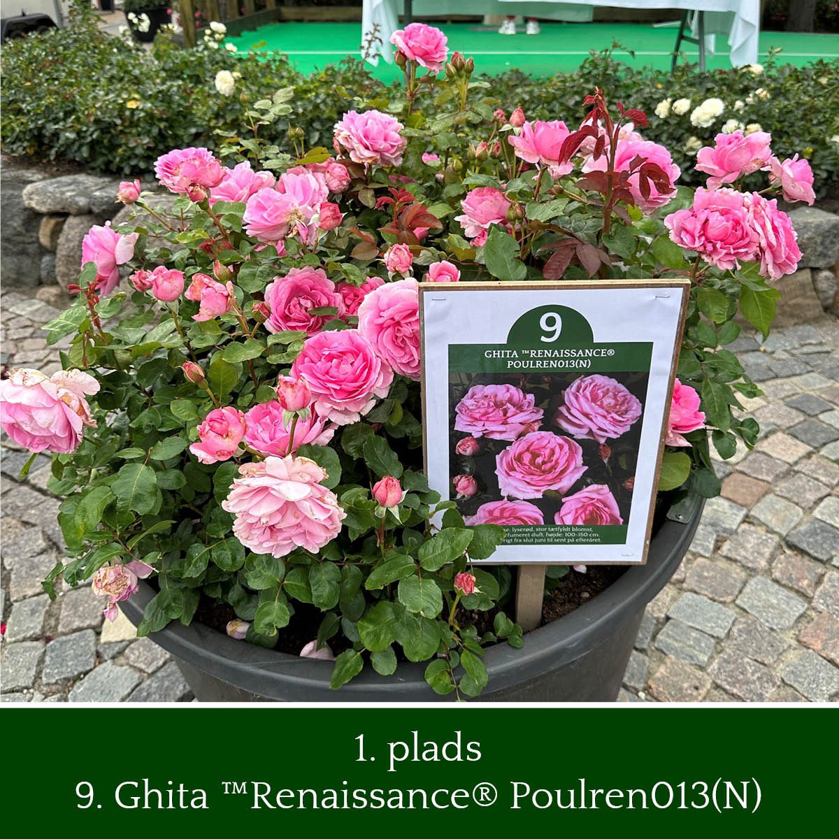 Ghita ™Renaissance® Poulren013(N) hed den rose der fik førstepladsen ved Rosenfestivalen 2023