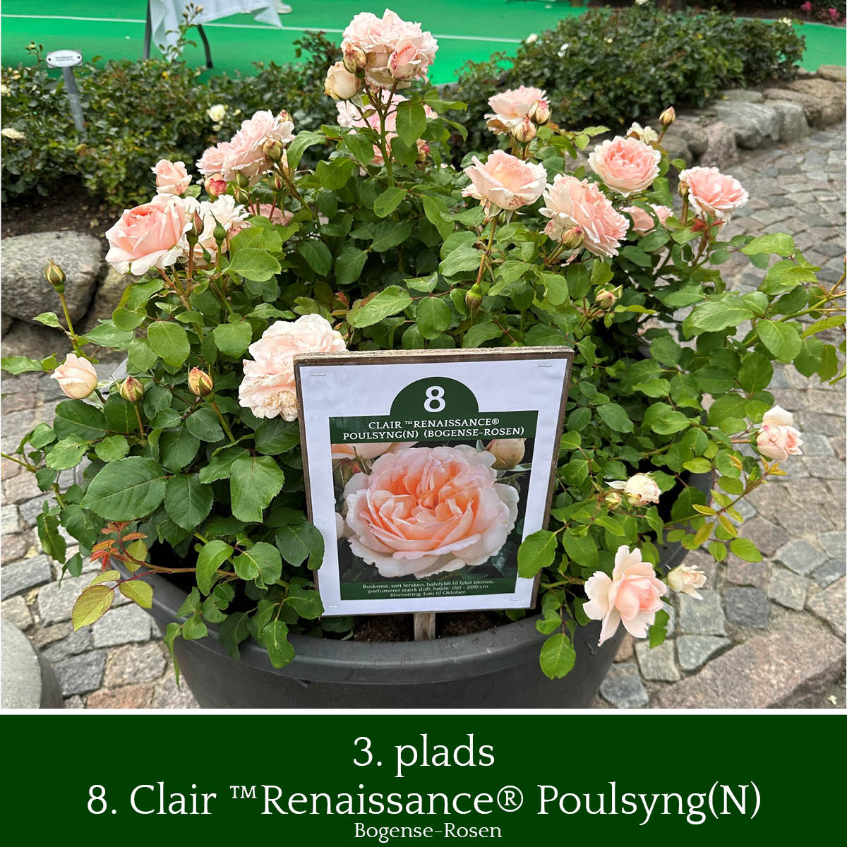 tredjepladsen gik til denne rose Clair ™Renaissance® Poulsyng(N) ved Rosenfestivalen 2023