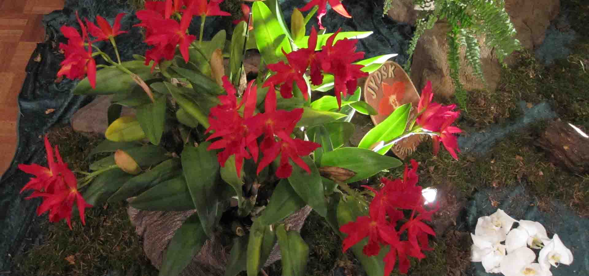 orkideklubben fyn